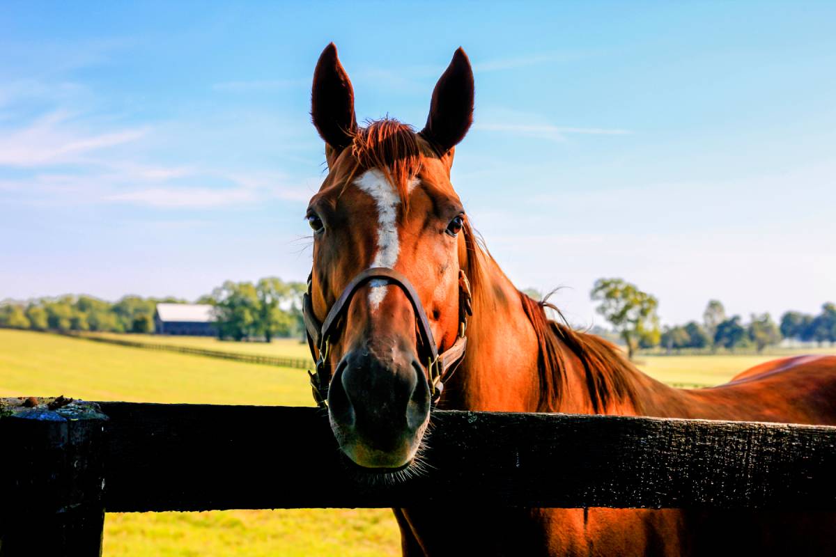 Horse looking forward in a pasture with a barn in the background near Lexington, Kentucky (KY)