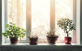 Greenhouse window full of plants in a home