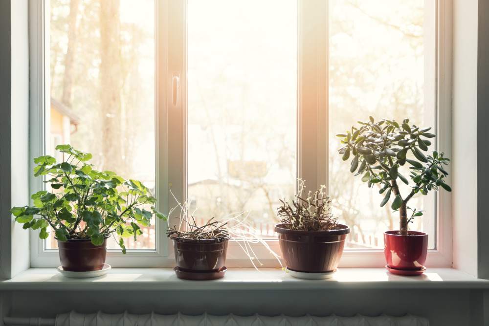 Greenhouse window full of plants in a home