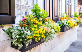 black window boxes overflowing with bright flowers and greenery near Lexington, Kentucky (KY)