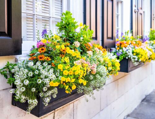 4 Window Box Ideas for Your Lexington Home