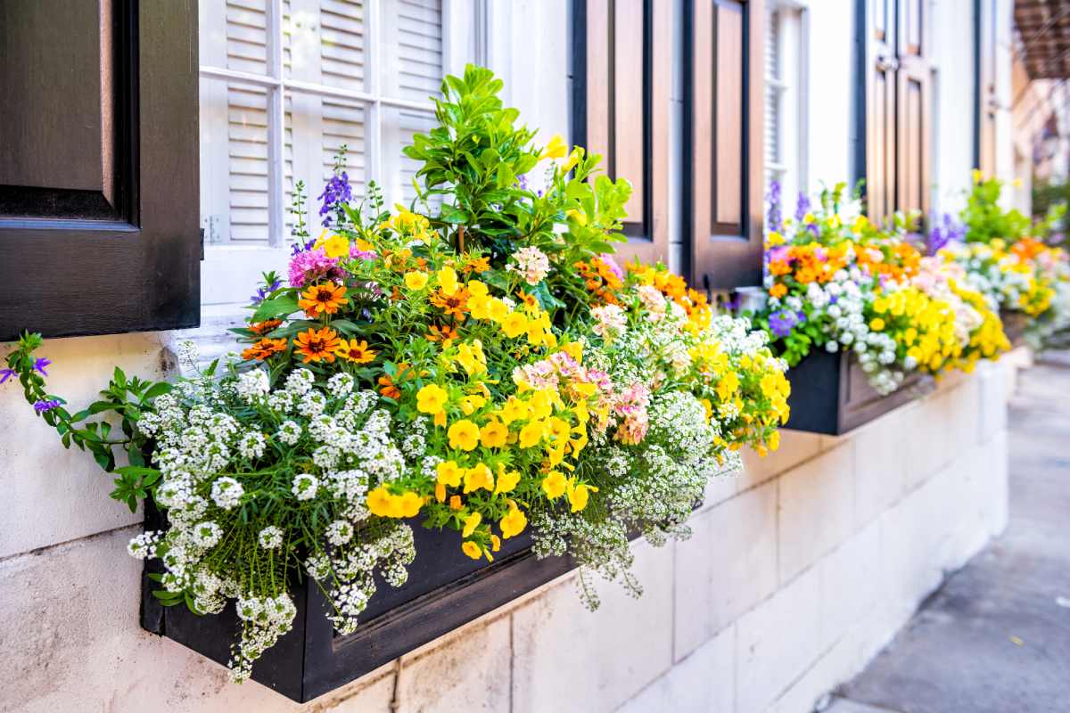 black window boxes overflowing with bright flowers and greenery near Lexington, Kentucky (KY)